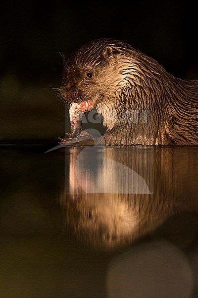 European Otter (Lutra Lutra) forging at night stock-image by Agami/Alain Ghignone,