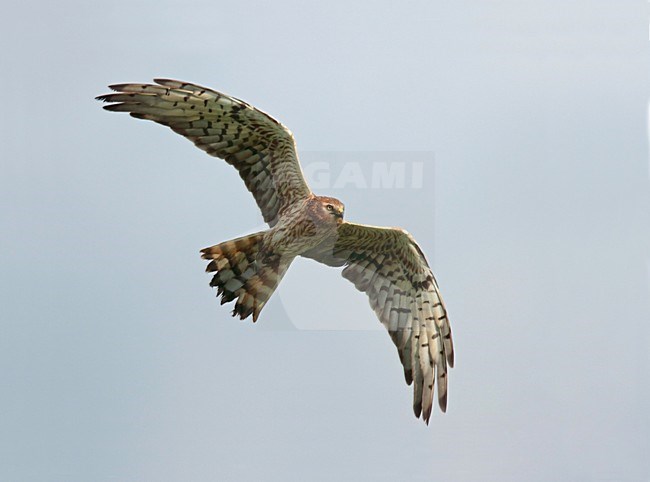 Grauwe Kiekendief, Montagus Harrier, Circus pygargus stock-image by Agami/Reint Jakob Schut,