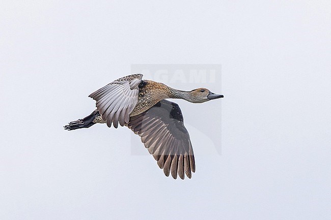 West Indian Whistling Duck (Dendrocygna arborea) in Puerto Rico. stock-image by Agami/Pete Morris,