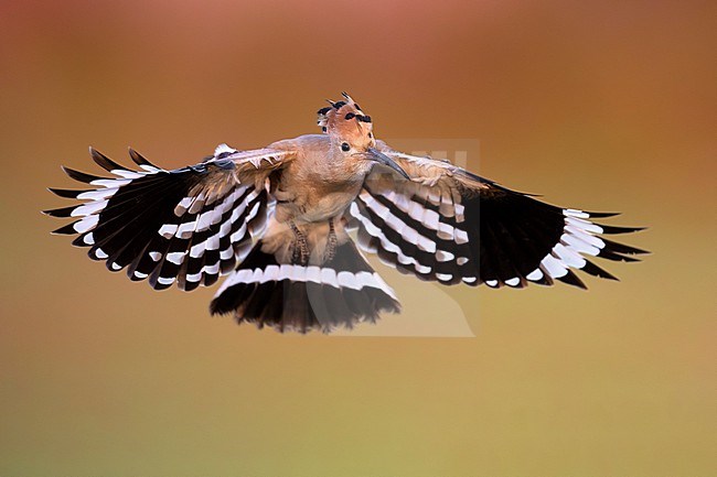 Eurasian Hoopoe (Upupa epops) in Italy. stock-image by Agami/Daniele Occhiato,