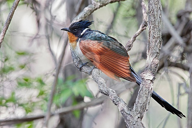 Chestnut-winged Cuckoo (Clamator coromandus), also known as Red-winged Crested Cuckoo, a scarce migrant on Happy Island in China. stock-image by Agami/Markus Varesvuo,