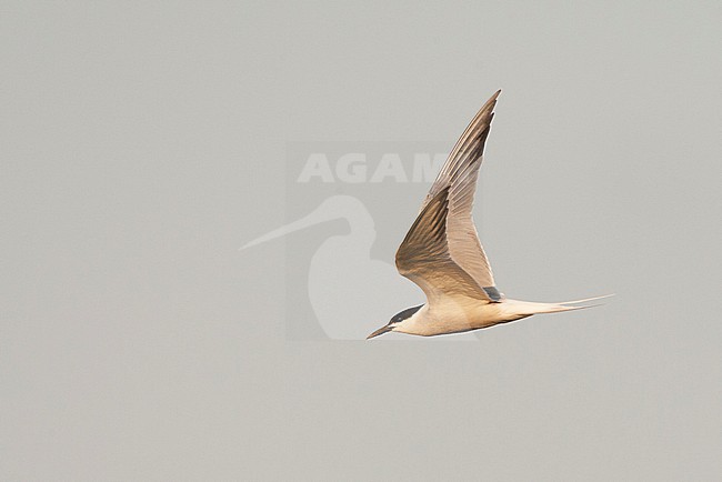 Adult (Siberian) Common Tern in flight above Bodhi Island, China. Showing both upperwing and underwing. stock-image by Agami/Marc Guyt,