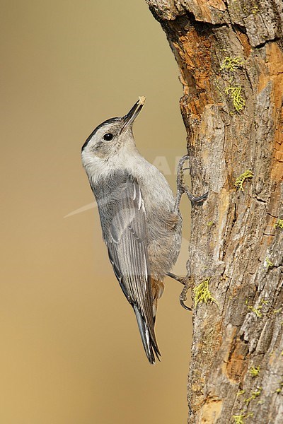 Adult female White-breasted Nuthatch
Lake Co., Oregon, USA
August 2015 stock-image by Agami/Brian E Small,