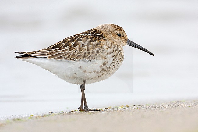 Dunlin (Calidris alpina), juvenile standing on the shore stock-image by Agami/Saverio Gatto,