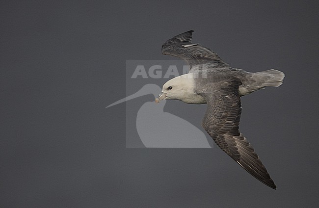 Northern Fulmar (Fulmarus glacialis) is a common breeding bird in Iceland stock-image by Agami/Eduard Sangster,