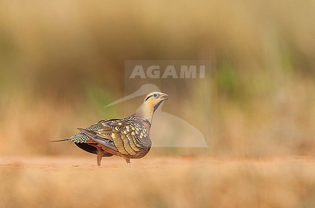 Pin-tailed Sandgrouse (Pterocles alchata) in steppes near Belchite in Spain. stock-image by Agami/Marc Guyt,