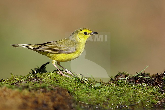 Adult female Hooded Warbler (Setophaga citrina) during spring migration at Galveston County, Texas, USA. stock-image by Agami/Brian E Small,