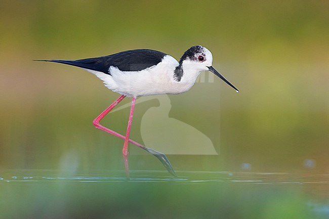 Black-winged Stilt (Himantopus himantopus), side view of an adult male walking in the water, Campania, Italy stock-image by Agami/Saverio Gatto,