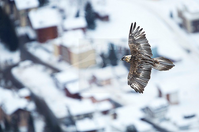 Lammergeier (Gypaetus barbatus barbatus) in Switzerland. Also known as Bearded Vulture. Presumably 5th cy plumage. Seen from above with village in background. stock-image by Agami/Ralph Martin,