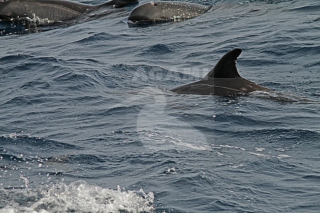 Pygmy Killer Whale (Feresa attenuata) a poorly known and rarely seen oceanic dolphin. stock-image by Agami/Pete Morris,
