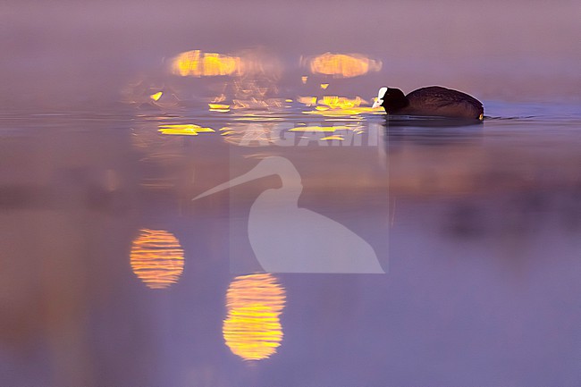 Eurasian Coot (Fulica atra) in Italy. Swimming on a purple colored lake. stock-image by Agami/Daniele Occhiato,