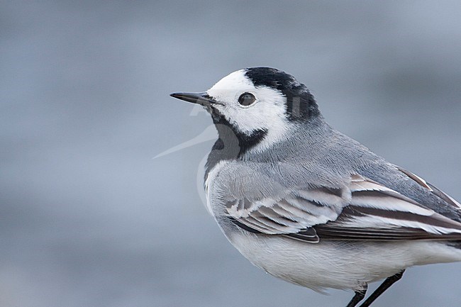 White Wagtail - Bachstelze - Motacilla alba ssp. alba, Mallorca stock-image by Agami/Ralph Martin,