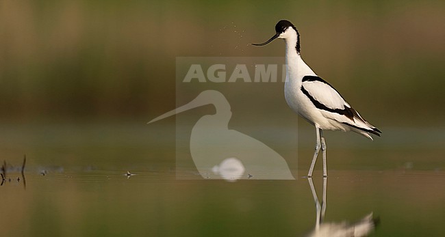  stock-image by Agami/Han Bouwmeester,