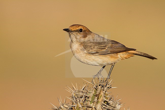 Red-rumped Wheatear - Fahlbürzel-Steinschmätzer - Oenanthe moesta, Morocco, adult female stock-image by Agami/Ralph Martin,