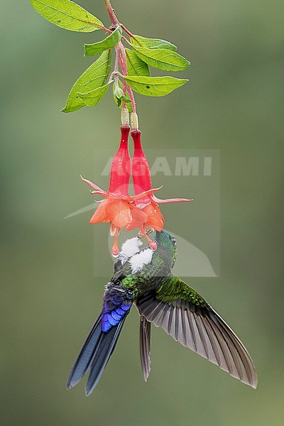 Saphire-vented Puffleg (Eriocnemis luciani) flying while feeding at a flower  in the Andes Mountains in Ecuador. stock-image by Agami/Glenn Bartley,