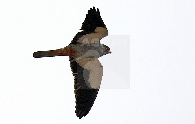 Wintering adult male Amur Falcon (Falco amurensis) in South Africa. Seen from below in flight, showing under wing pattern. stock-image by Agami/Dani Lopez-Velasco,