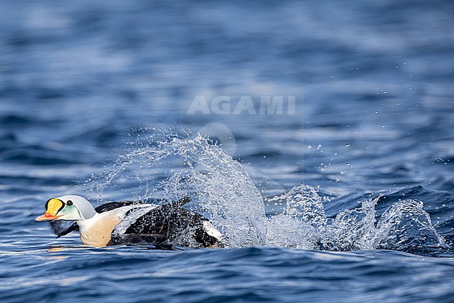  stock-image by Agami/Menno van Duijn,