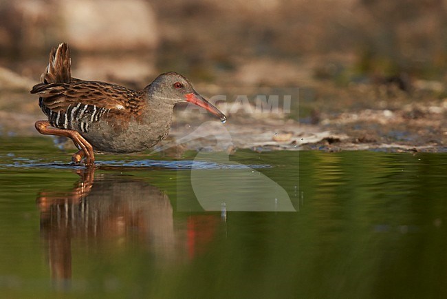 Foeragerende Waterral, Water Rail foraging stock-image by Agami/Markus Varesvuo,