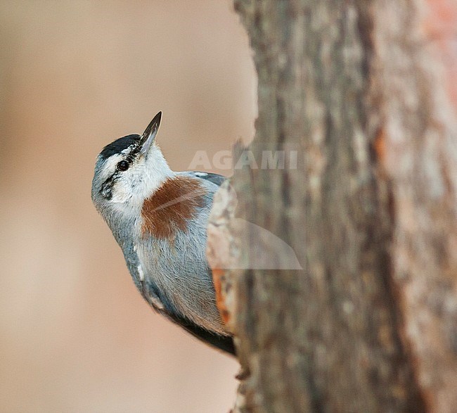 Krüper's Nuthatch - Türkenkleiber - Sitta krueperi, Turkey, adult male stock-image by Agami/Ralph Martin,