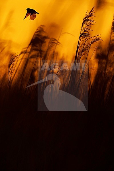 Rietzanger; Sedge Warbler; stock-image by Agami/Chris van Rijswijk,