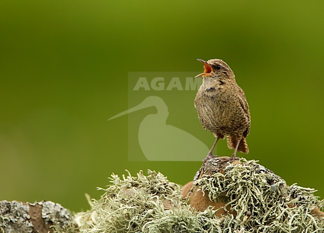 Zingende Winterkoning, Winter Wren singing stock-image by Agami/Danny Green,