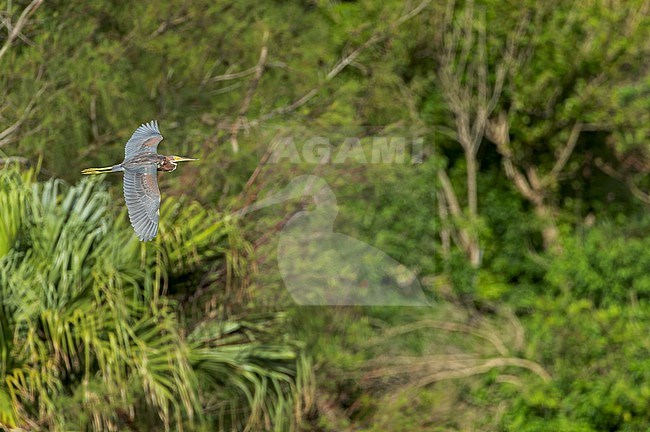 Wintering Tricolored Heron, Egretta tricolor, in Bermuda. Immature in flight. stock-image by Agami/Marc Guyt,