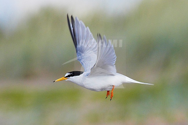 Dwergstern volwassen vliegend; Little Tern adult flying stock-image by Agami/Jari Peltomäki,