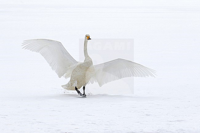 Wintering Whooper Swan (Cygnus cygnus) on Hokkaido, Japan stock-image by Agami/Pete Morris,
