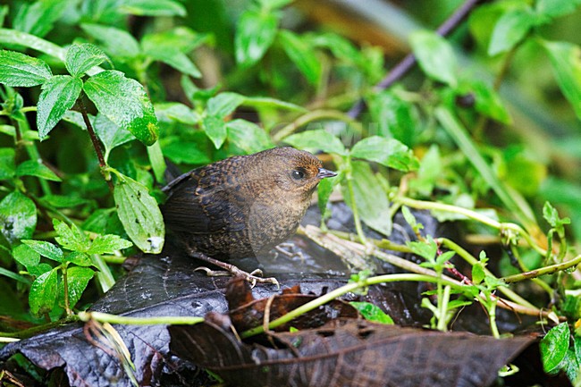 Parkers Tapaculo; Chusquea Tapaculo stock-image by Agami/Marc Guyt,