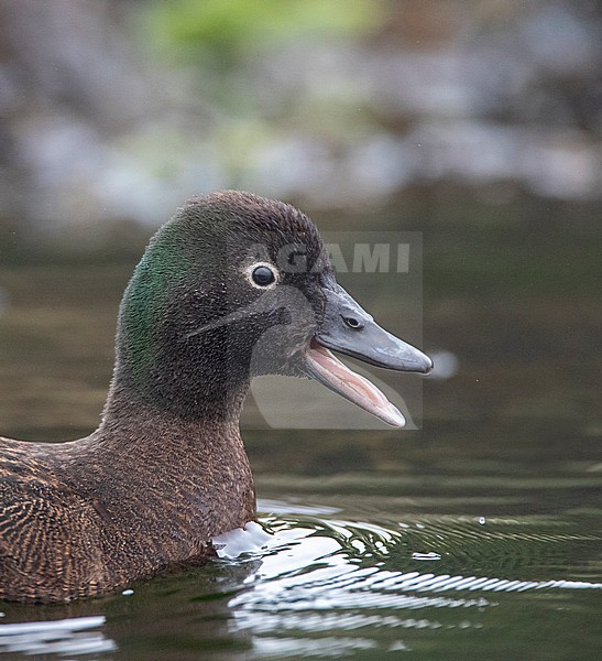 Drake Campbell Island Teal (Anas nesiotis), also known Campbell Teal. A small, flightless, nocturnal species of dabbling duck endemic to the Campbell Island group of New Zealand. stock-image by Agami/Marc Guyt,