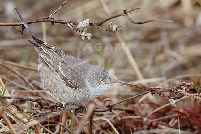Sperwergrasmus foeragerend op de grond; Barred Warbler foraging on the ground stock-image by Agami/Markus Varesvuo,