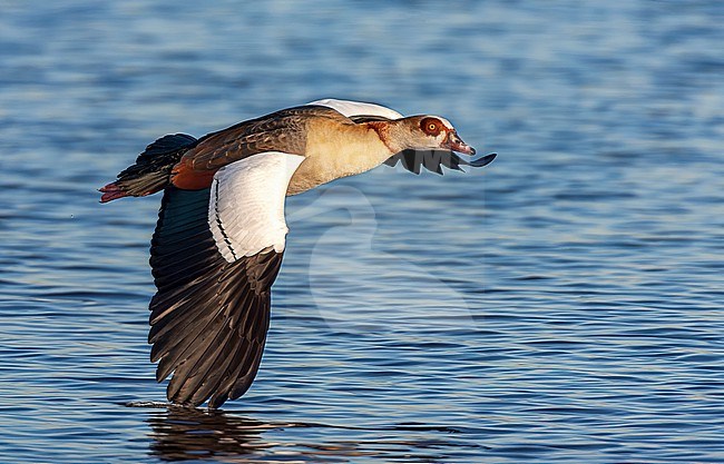 Egyptian Goose (Alopochen aegyptiaca) in the Netherlands. stock-image by Agami/Marc Guyt,