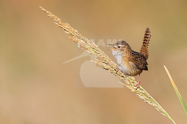 Grass Wren (Cistothorus platensis) Perched in grasslands  in Argentina stock-image by Agami/Dubi Shapiro,