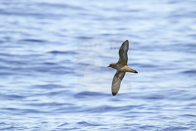 Henderson petrel, Pterodroma atrata/ Photographed during a Pitcairn Henderson and The Tuamotus expedition cruise. stock-image by Agami/Pete Morris,