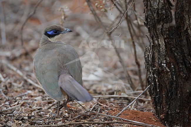 Olive-capped Coua (Coua olivaceiceps) on the ground in Madagascar. stock-image by Agami/Mike Danzenbaker,