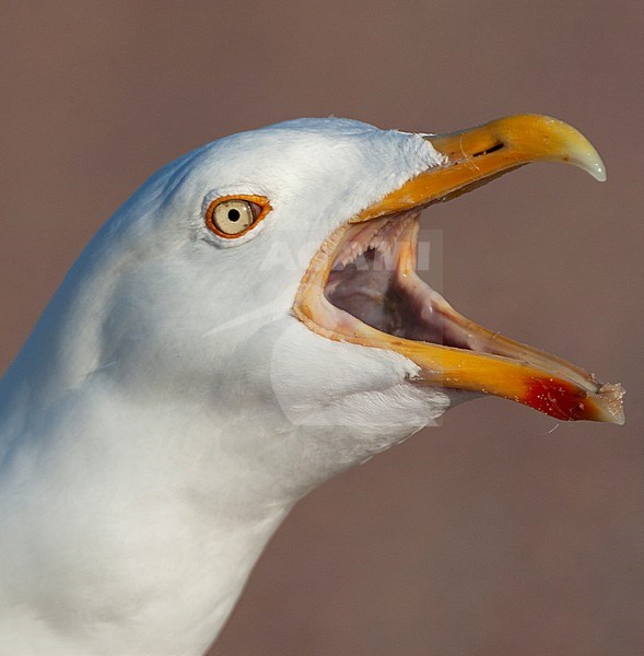 Loud calling adult European Herring Gull (Larus argentatus argenteus) with beak wide open, seen from up close. Bird defending its territory in the dunes of Texel in the Netherlands. stock-image by Agami/Marc Guyt,