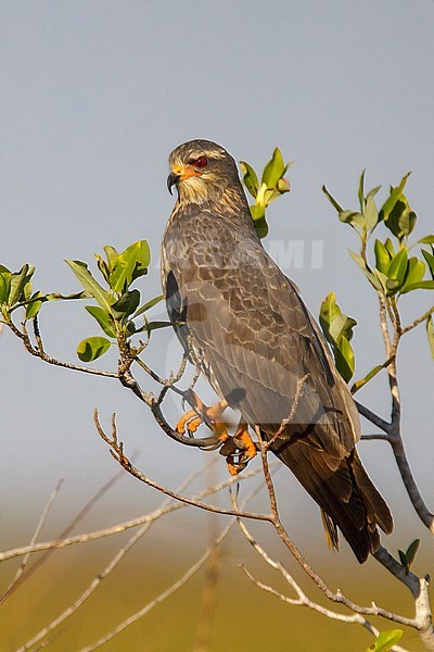 Adult female Everglade Snail Kite (Rostrhamus sociabilis plumbeus) perched in a tree in Miami-Dade County, Florida, United States. stock-image by Agami/Brian E Small,