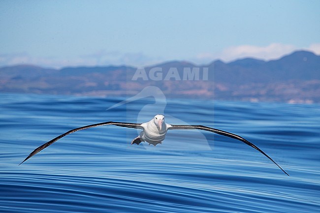 Adult Northern Royal Albatross (Diomedea sanfordi) at sea off Kaikoura, South Island, New Zealand. Going to land on the water behind a tourist boat. stock-image by Agami/Marc Guyt,