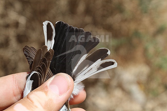 Adult male Semicollared Flycatcher (Ficedula semitorquata) caught in Eilat, Israel, during spring migration. Showing tail pattern. stock-image by Agami/Christian Brinkman,