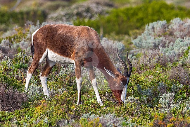 Bontebok walking in Cape of Good Hope Reserve in Cape, South Africa. June 2014. stock-image by Agami/Vincent Legrand,