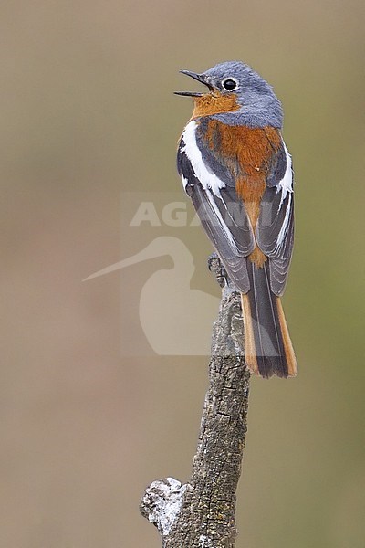 Male Przevalski's redstart (Phoenicurus alaschanicus), also known as Ala Shan Redstart singing from a perch in China. Seen on the back. stock-image by Agami/Dubi Shapiro,