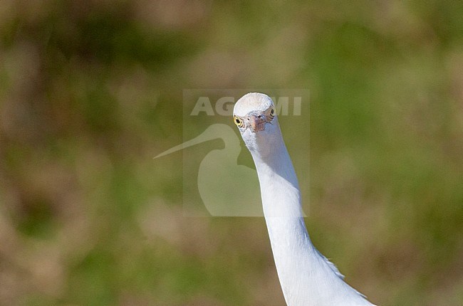 Eastern Cattle Egret (Bubulcus coromandus) walking in rural field. Closeup of a bird looking straight into the camera. stock-image by Agami/Marc Guyt,