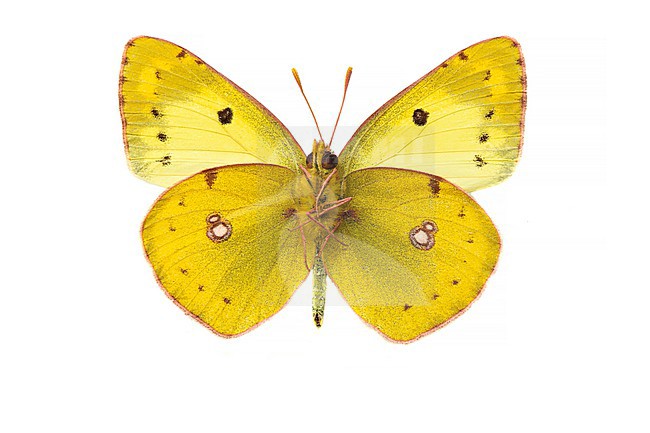Gele luzernevlinder, Pale Clouded Yellow, Colias hyale stock-image by Agami/Wil Leurs,