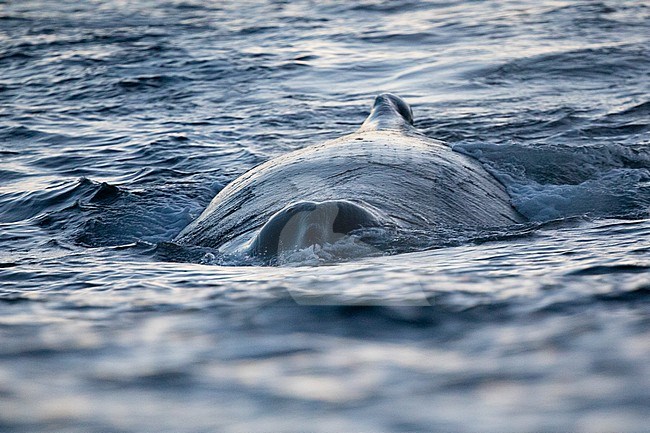 Humpback whale (Megaptera novaeangliae) showing its vent, seen from the front, in Norway. stock-image by Agami/Sylvain Reyt,