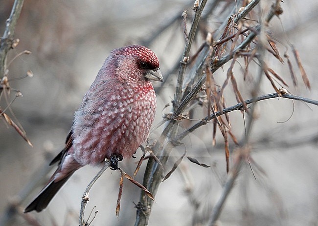 Wintering male Great Rosefinch (Carpodacus rubicilla kobdensis) perched in a tree around Lake Baikal in Russia. stock-image by Agami/Chris van Rijswijk,