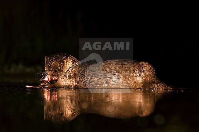 European Otter (Lutra Lutra) forging at night stock-image by Agami/Alain Ghignone,