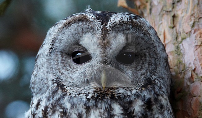 Bosuil close-up; Tawny Owl close up stock-image by Agami/Markus Varesvuo,