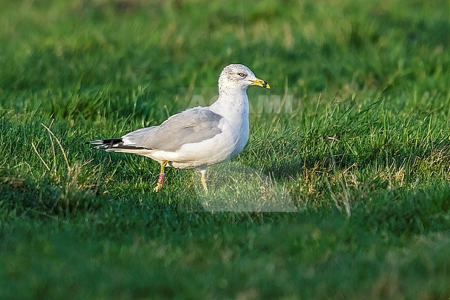 Adult winter Ring-billed Gull (Larus delawarensis) sitting on a grass field in Rumst, Antwerp, Belgium. stock-image by Agami/Vincent Legrand,