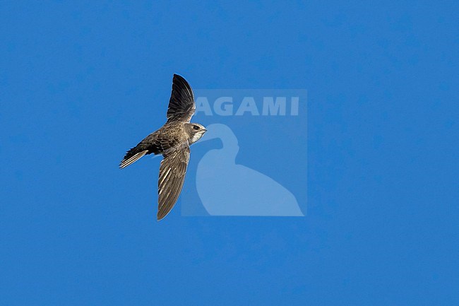 Alpine Swift (Tachymarptis melba) flying agains blue sky in Switzerland. stock-image by Agami/Marcel Burkhardt,