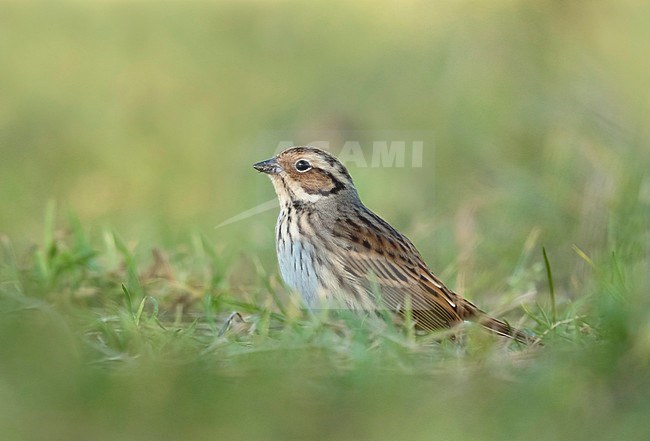Dwerggors; Little Bunting; stock-image by Agami/Walter Soestbergen,